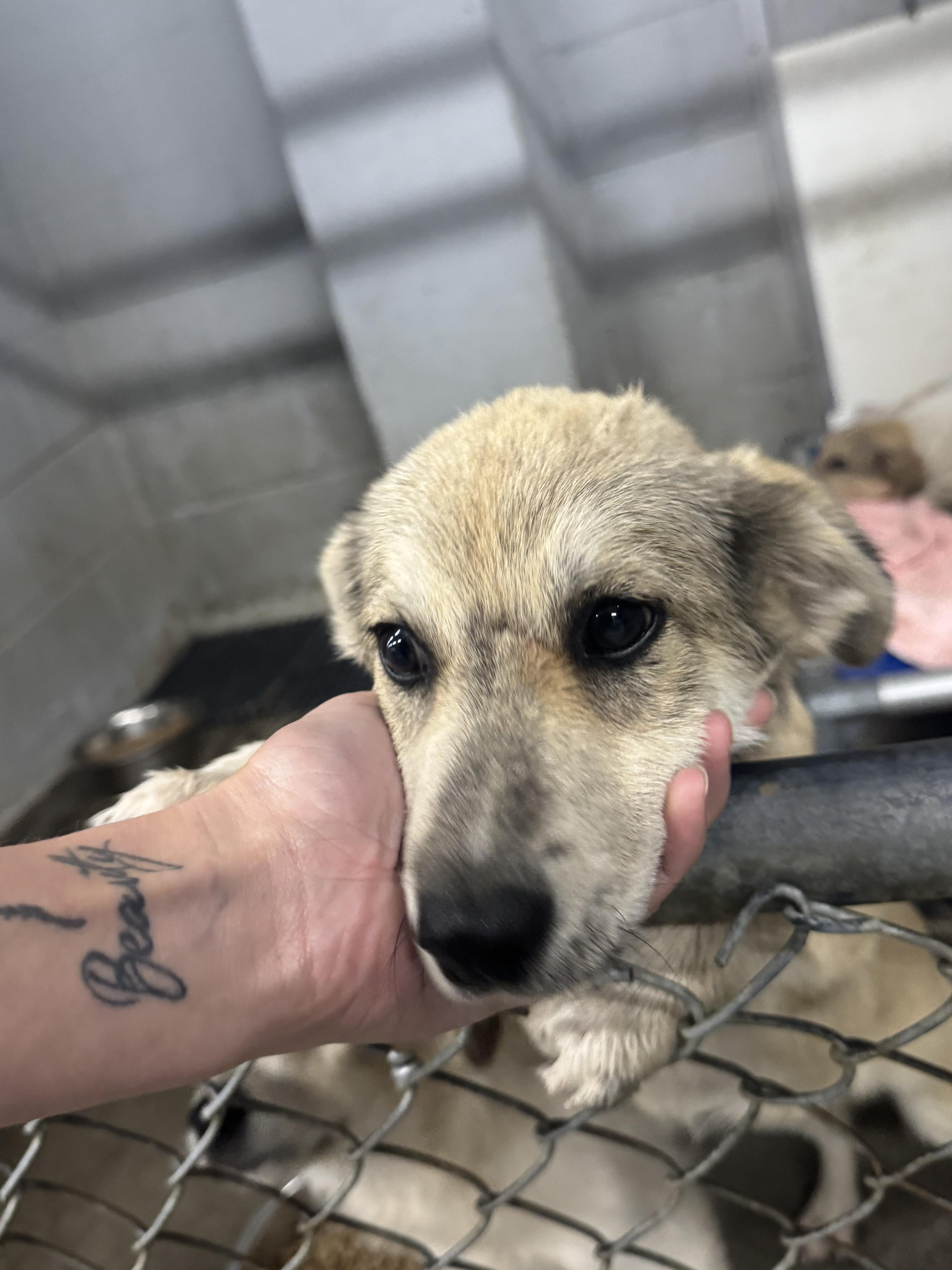 3 Great pyrenees mix puppies