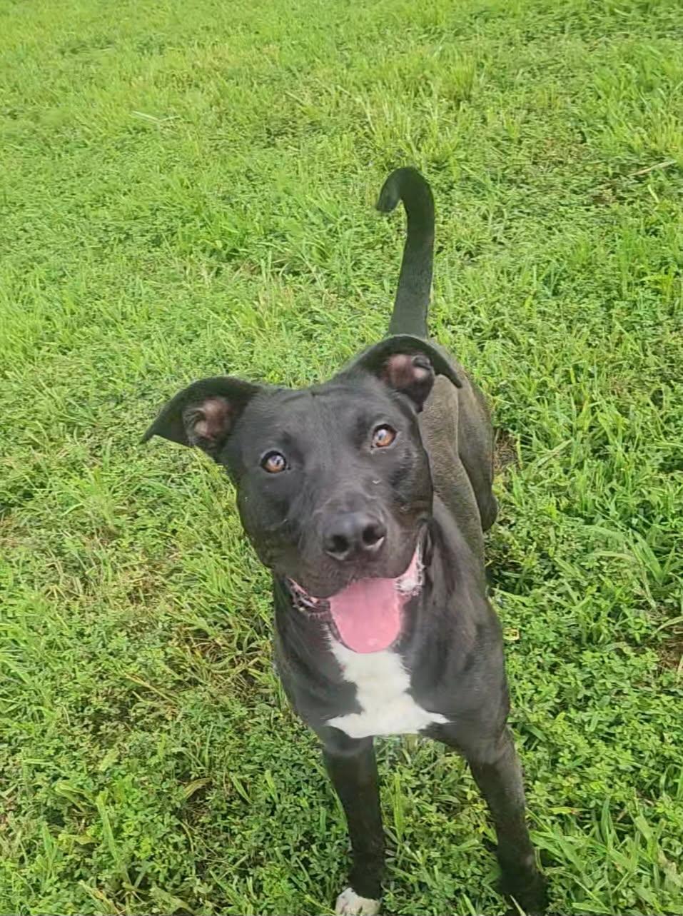 Enlarge Vader, a ADOPTABLE mixed breed in Stafford, VA image 3/3