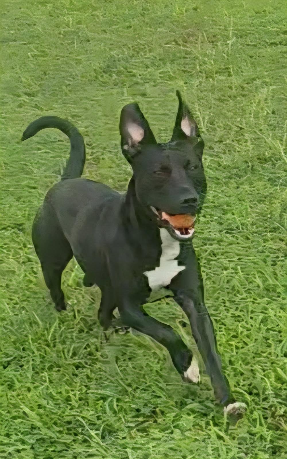 Vader, ADOPTABLE, Young Male Pit Bull Terrier.