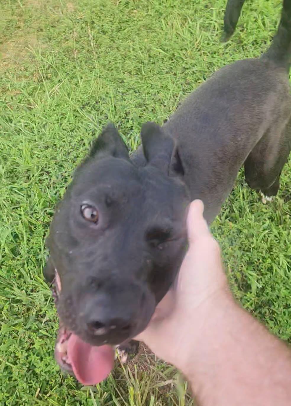 Enlarge Vader, a ADOPTABLE mixed breed in Stafford, VA image 2/3