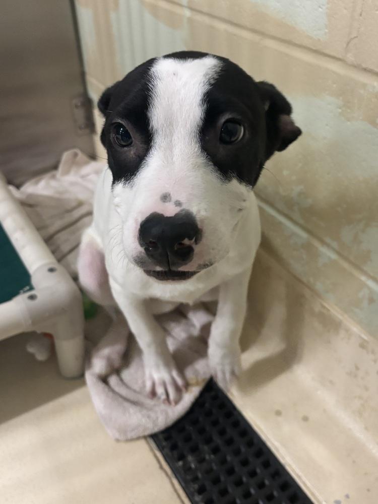 Mac, Adoptable, Puppy Male Pit Bull Terrier.