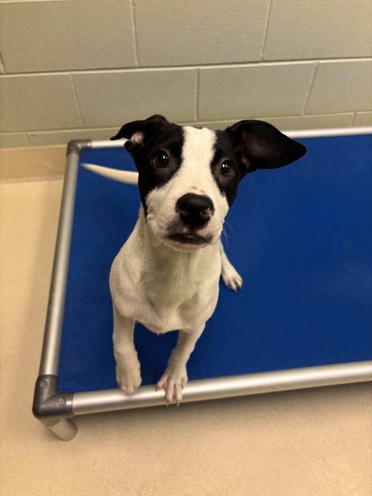 Enlarge Mac, a Adoptable mixed breed in Kalamazoo, MI image 2/2