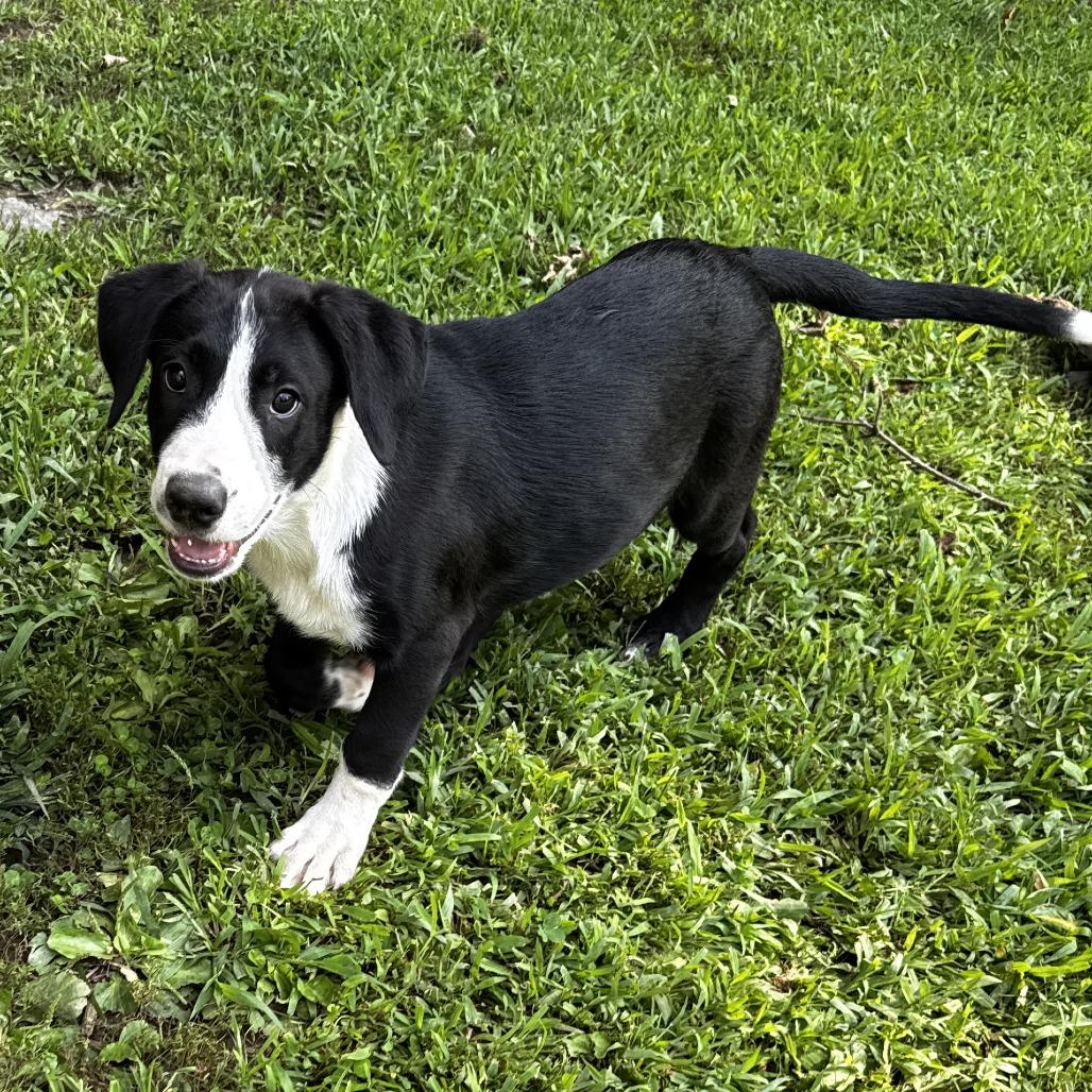 NY Jacob (Foster in Mahopac NY), Adoptable, Puppy Male Mixed Breed.