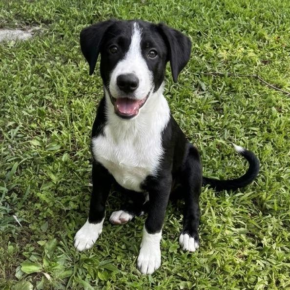 NY Jacob (Foster in Mahopac NY), a Adoptable Mixed Breed in Mahopac, NY image 2/6