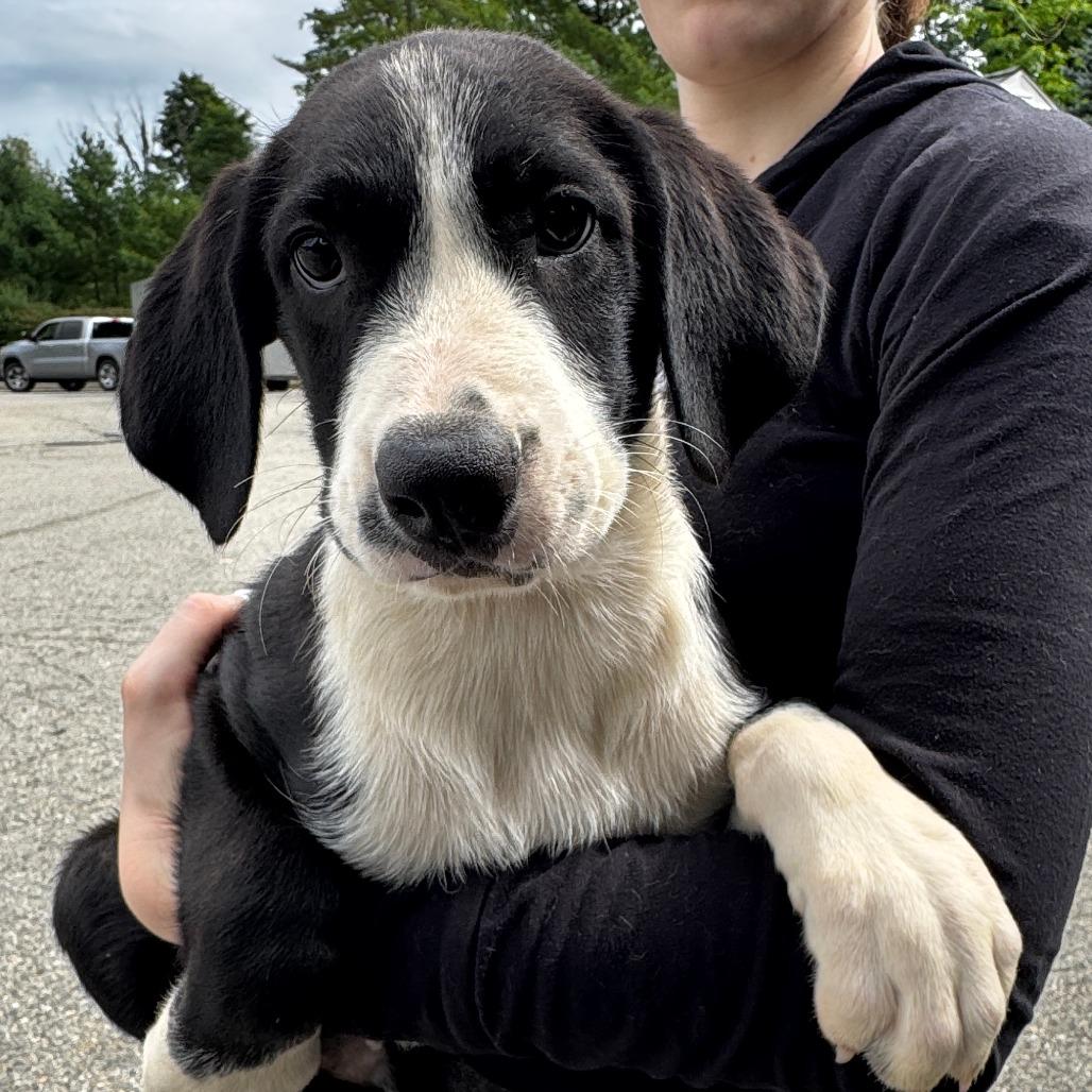 NY Jacob (Foster in Mahopac NY), a Adoptable Mixed Breed in Mahopac, NY image 4/6