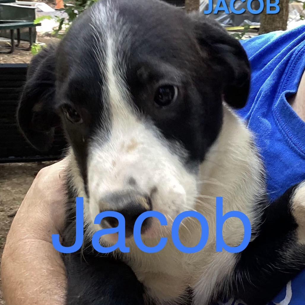 NY Jacob (Foster in Mahopac NY), a Adoptable Mixed Breed in Mahopac, NY image 5/6