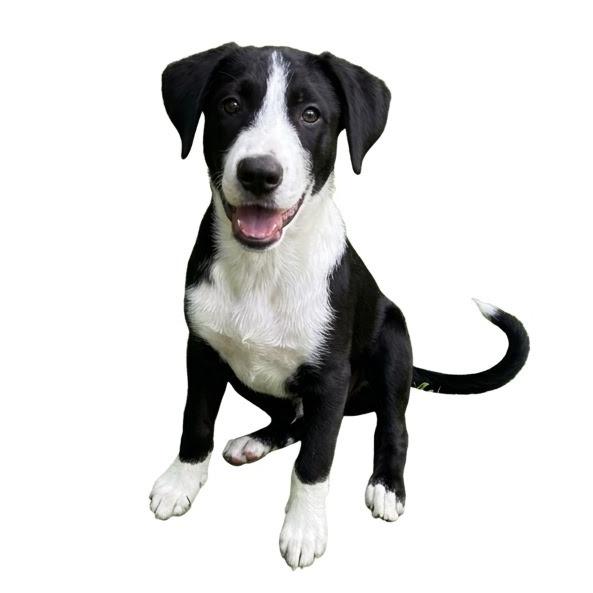 NY Jacob (Foster in Mahopac NY), a Adoptable Mixed Breed in Mahopac, NY image 6/6