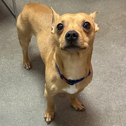 Enlarge Churro, an adopted Mixed Breed in Janesville, WI image 2/3