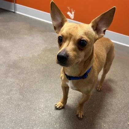 Enlarge Churro, an adopted Mixed Breed in Janesville, WI image 3/3