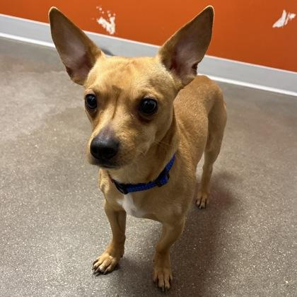 Churro, adopted, Adult Male Mixed Breed.