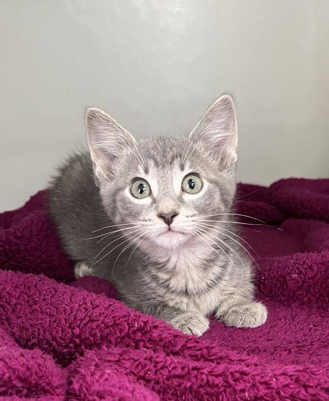 Enlarge Ali, a Adopted mixed breed in Genoa, IL image 1/1