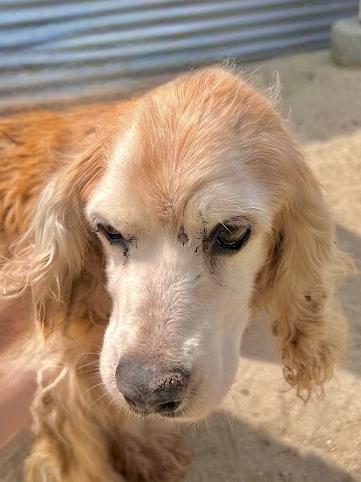 Enlarge Bentley, a Adoptable Cocker Spaniel in South San Francisco, CA image 3/5