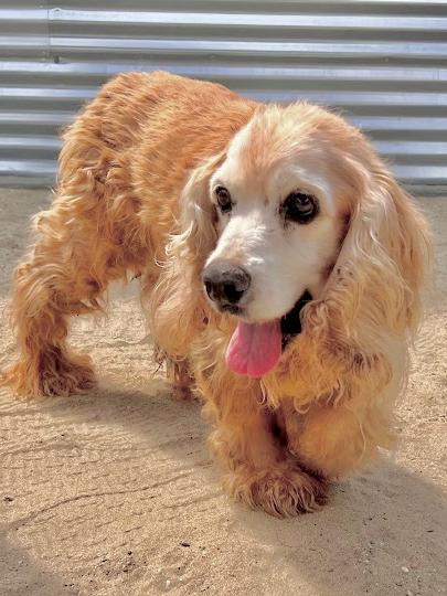 Enlarge Bentley, a Adoptable Cocker Spaniel in South San Francisco, CA image 2/5