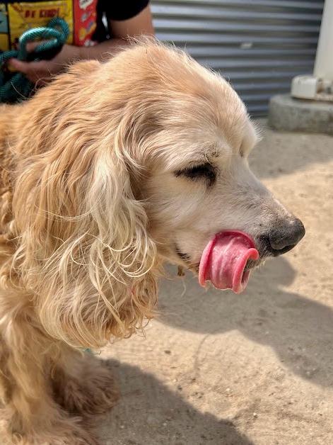 Enlarge Bentley, a Adoptable Cocker Spaniel in South San Francisco, CA image 4/5