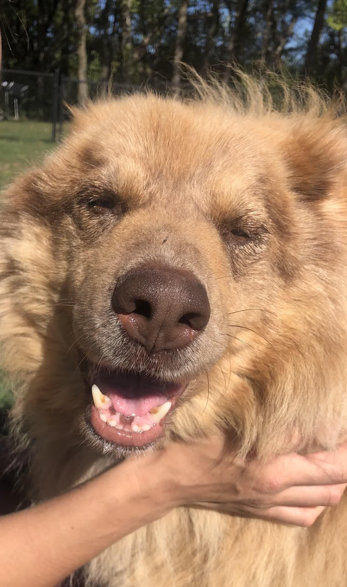 Koda