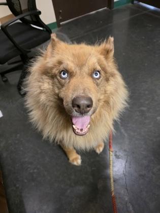 Koda