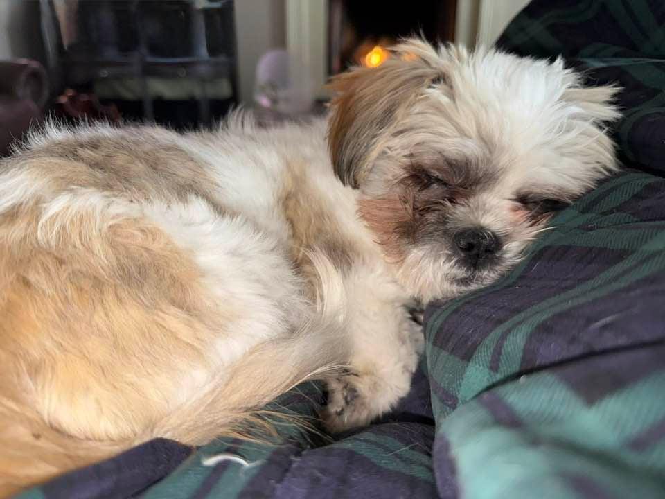 Enlarge Benny, a ADOPTABLE Shih Tzu in Oregon, OH image 4/4