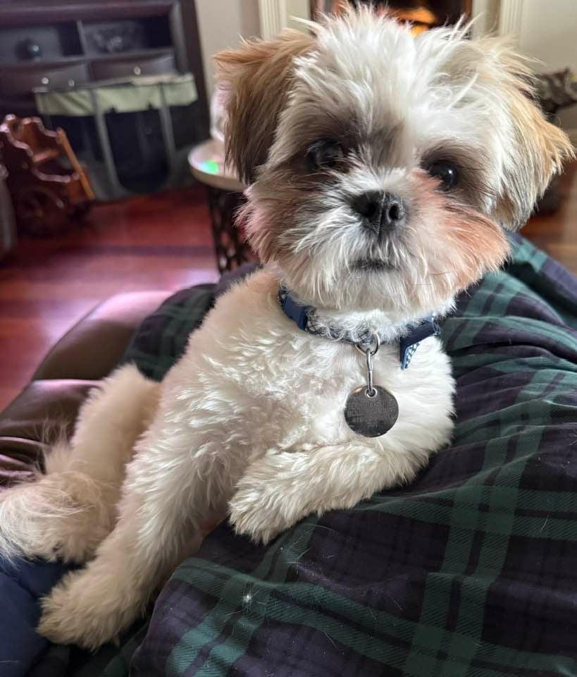 Enlarge Benny, a ADOPTABLE Shih Tzu in Oregon, OH image 1/4