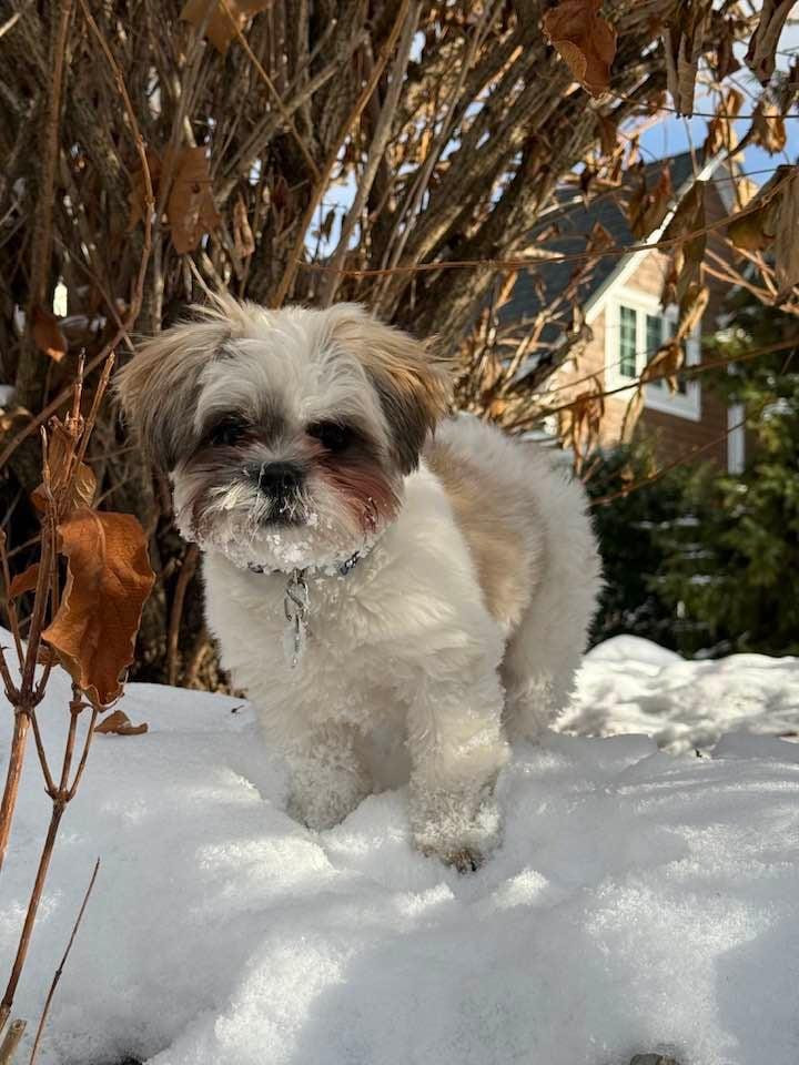 Enlarge Benny, a ADOPTABLE Shih Tzu in Oregon, OH image 3/4