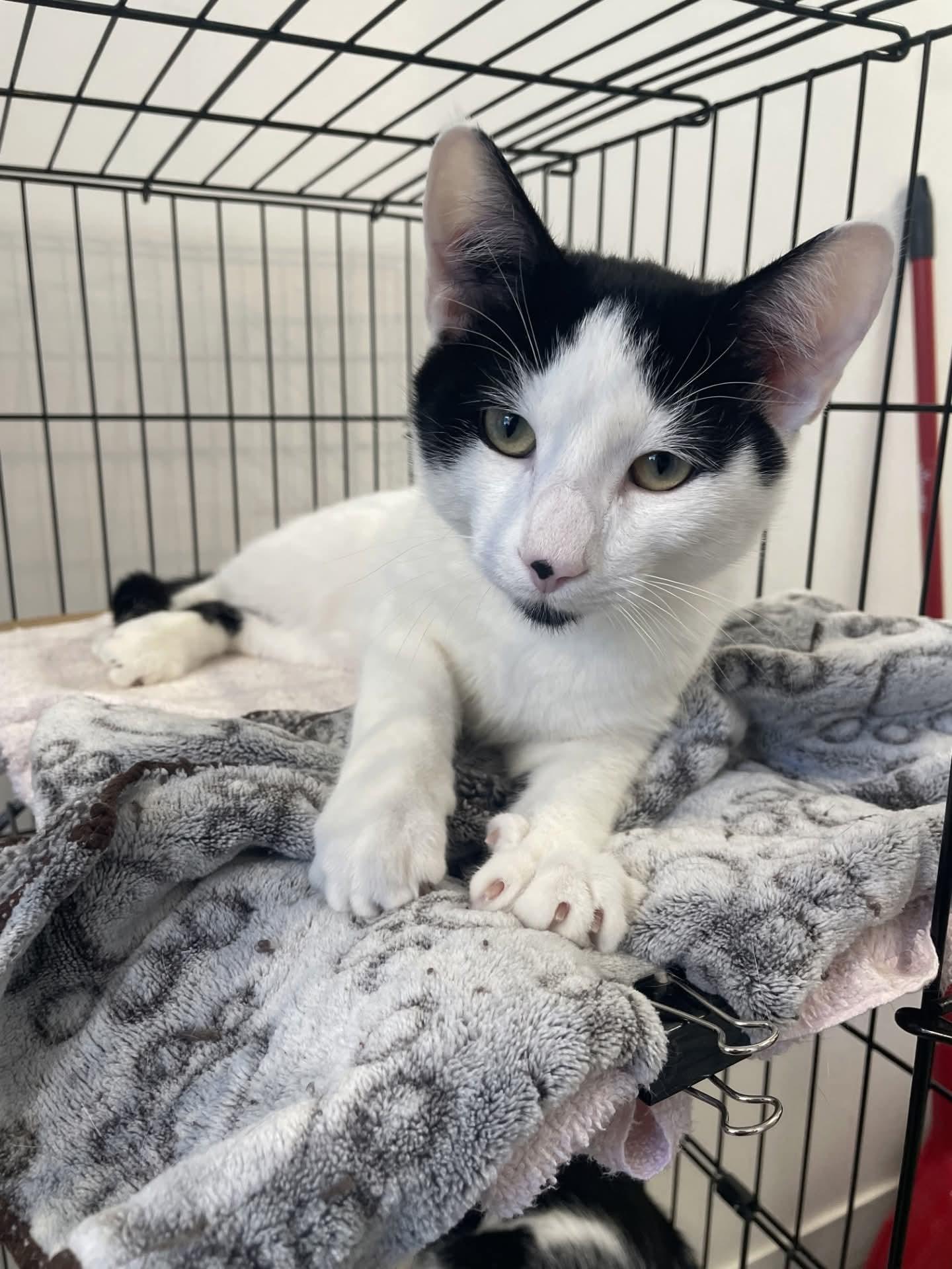 Elvis, ADOPTABLE, Kitten Male Domestic Short Hair.