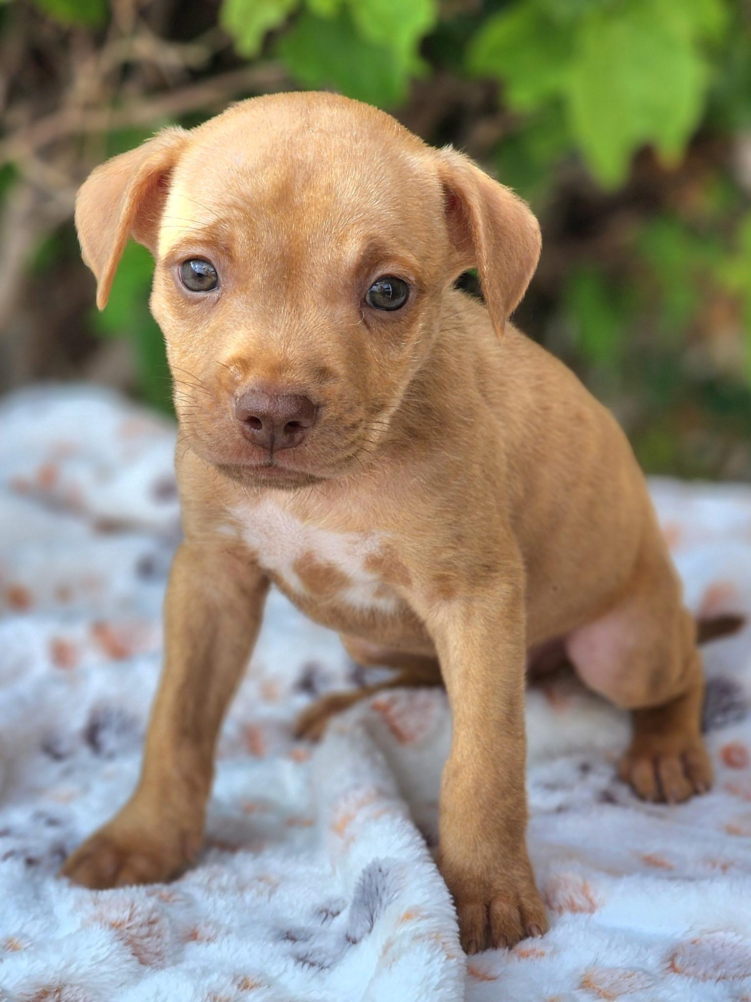 Bowie