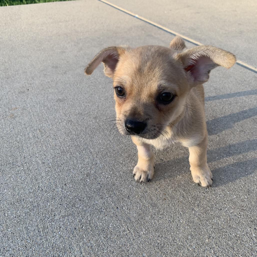 Alfie, Adoptable, Puppy Male Chihuahua & Mixed Breed.