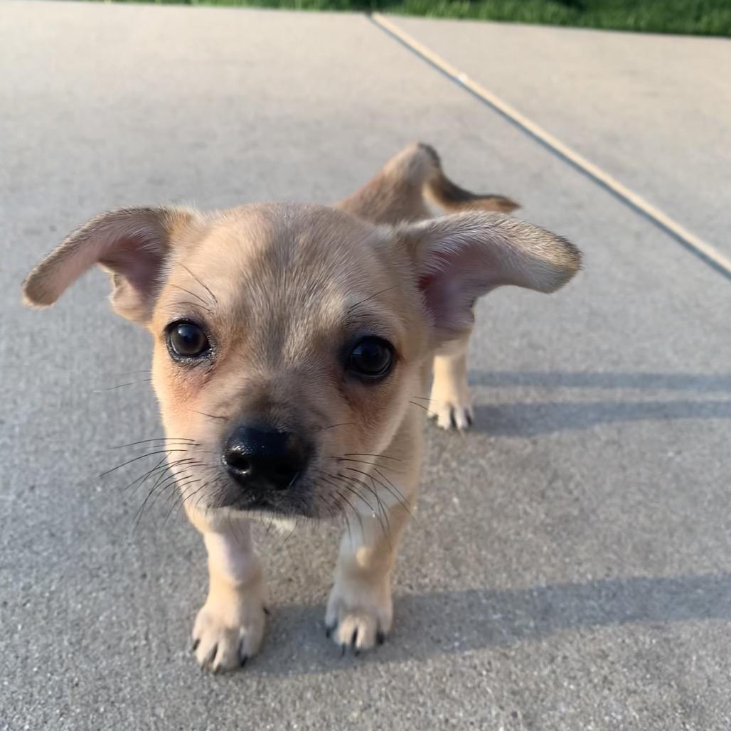 Enlarge Alfie, a Adoptable mixed breed in Joliet, IL image 2/5