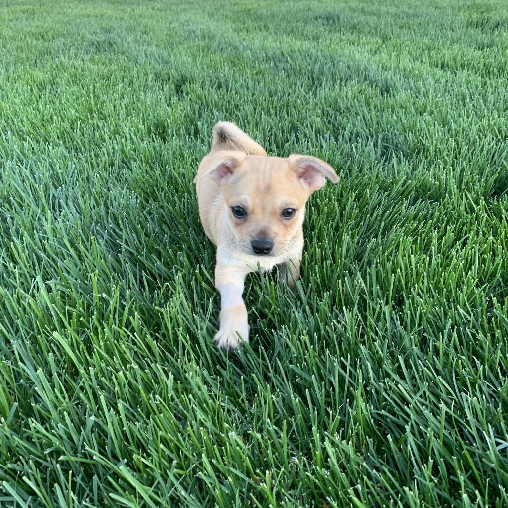 Enlarge Alfie, a Adoptable mixed breed in Joliet, IL image 3/5