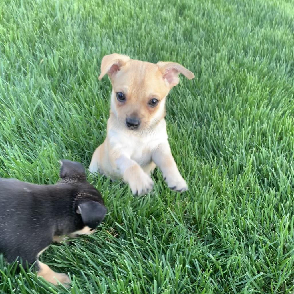 Enlarge Alfie, a Adoptable mixed breed in Joliet, IL image 4/5