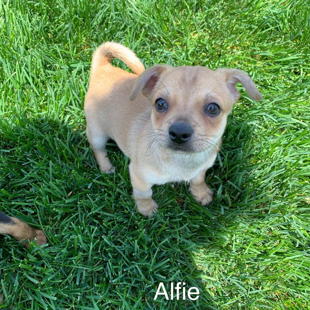 Enlarge Alfie, a Adoptable mixed breed in Joliet, IL image 5/5