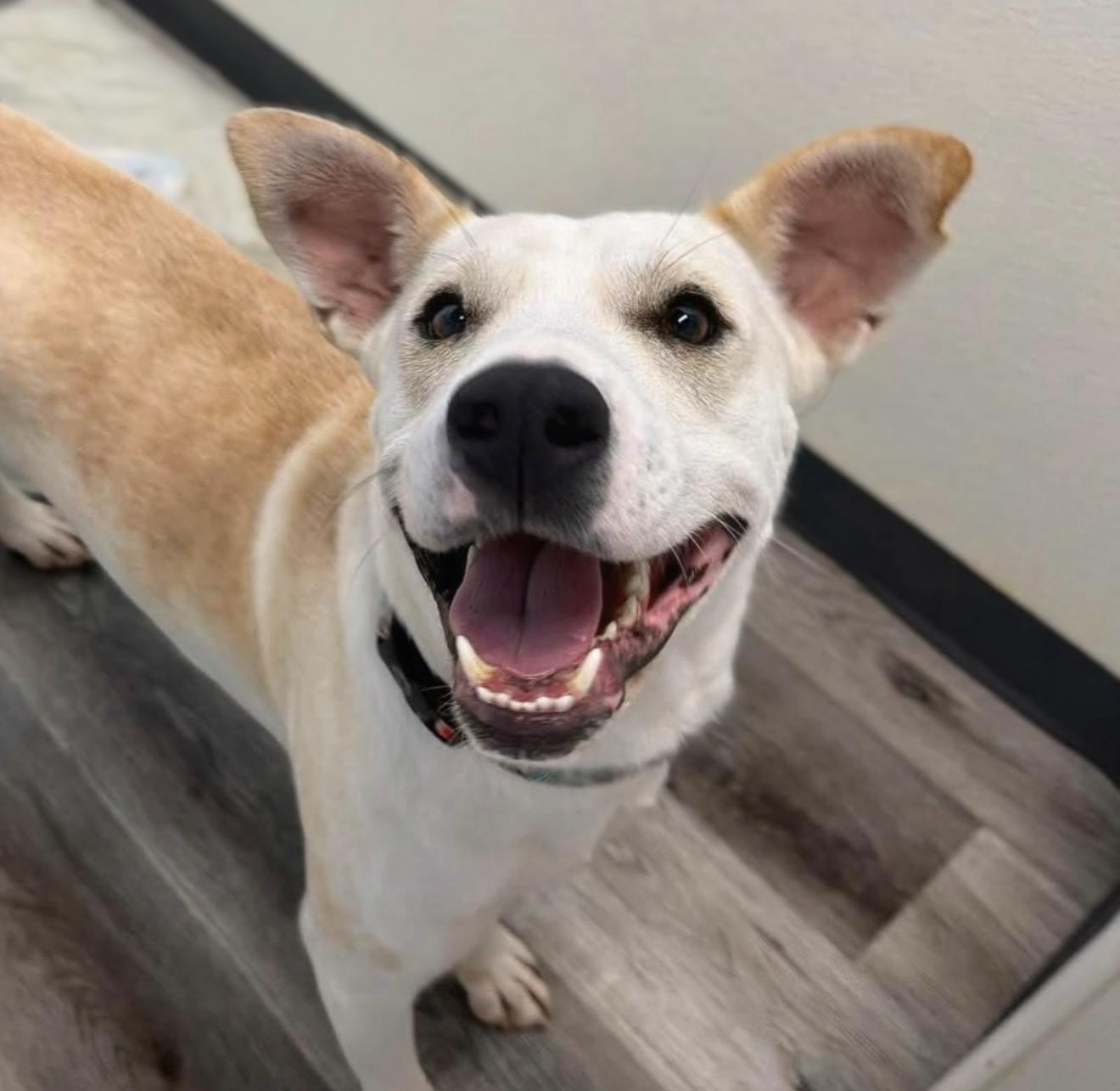 Enlarge Frost, a ADOPTABLE Labrador Retriever in Naperville, IL image 3/6