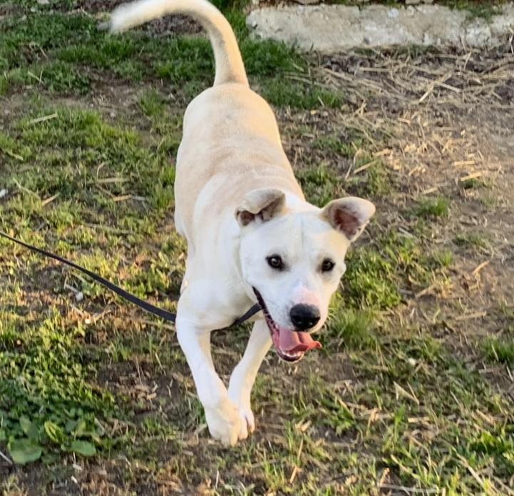 Enlarge Frost, a ADOPTABLE Labrador Retriever in Naperville, IL image 6/6