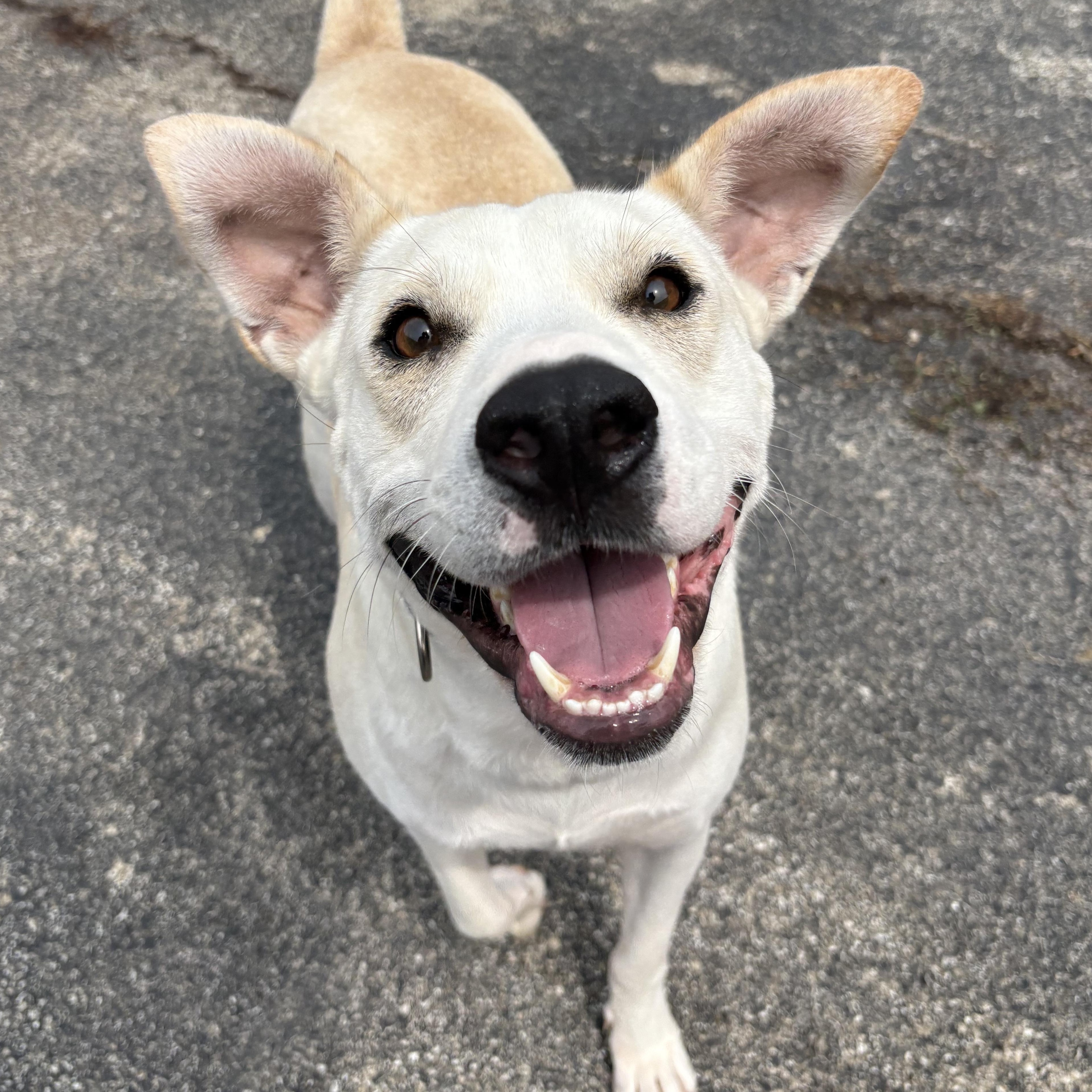 Frost, ADOPTABLE, Adult Male Labrador Retriever.