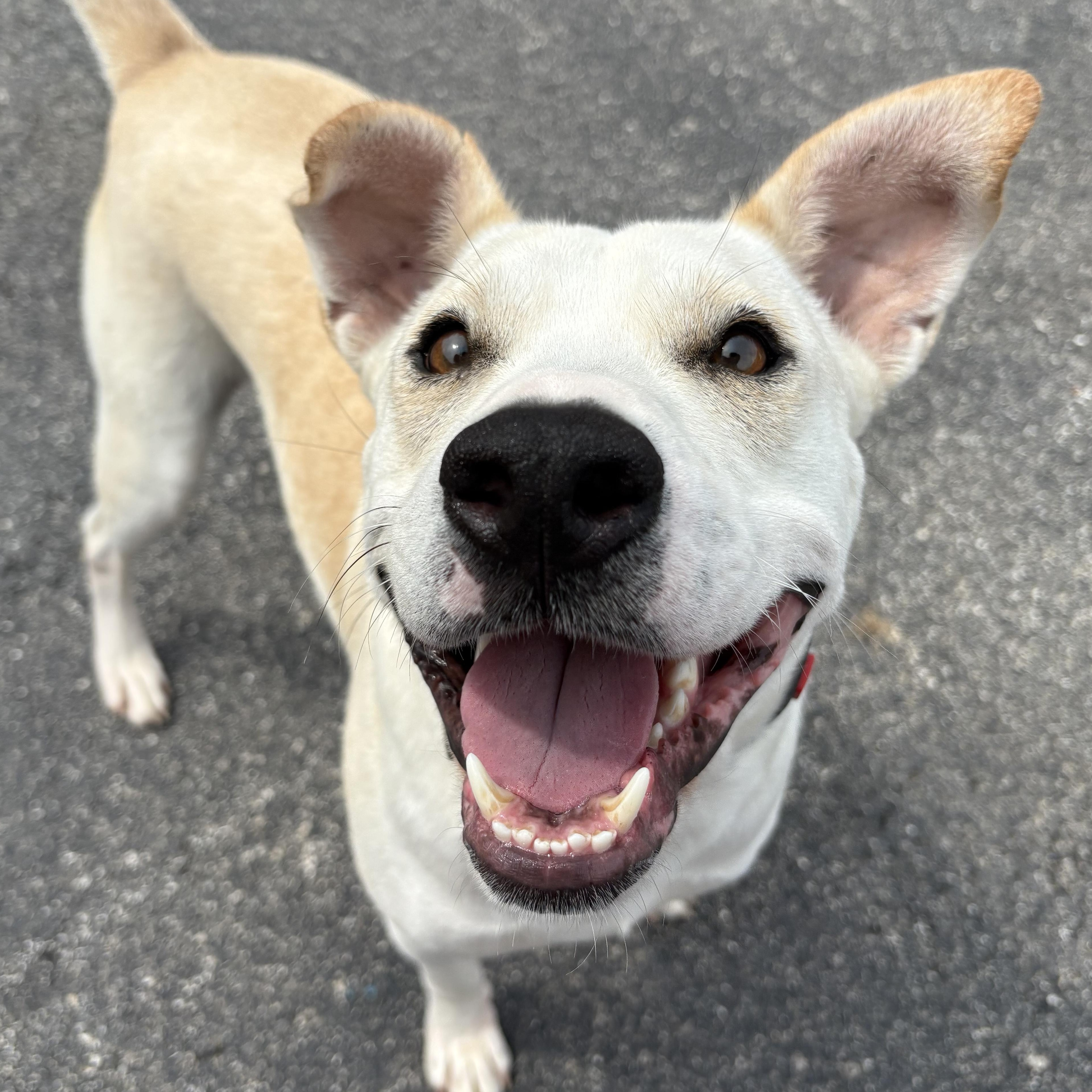 Frost, a ADOPTABLE Labrador Retriever in Naperville, IL image 4/6