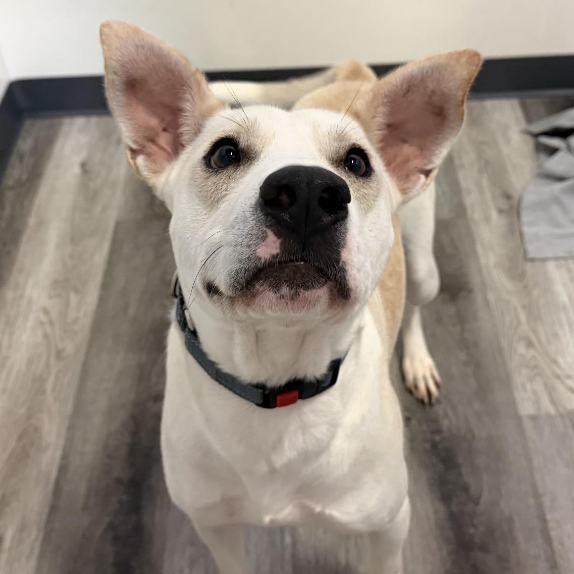 Frost, ADOPTABLE, Adult Male Labrador Retriever.
