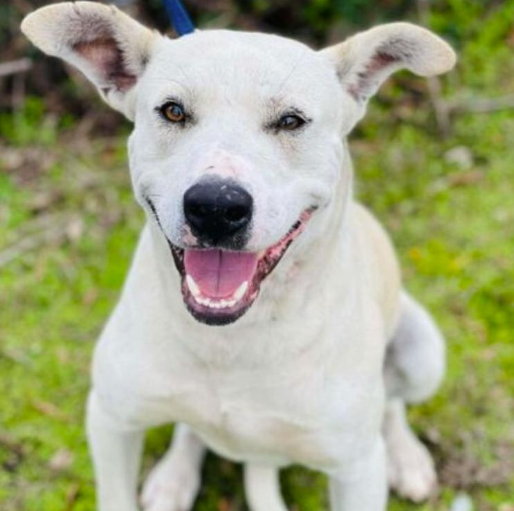 Enlarge Frost, a ADOPTABLE Labrador Retriever in Naperville, IL image 5/6