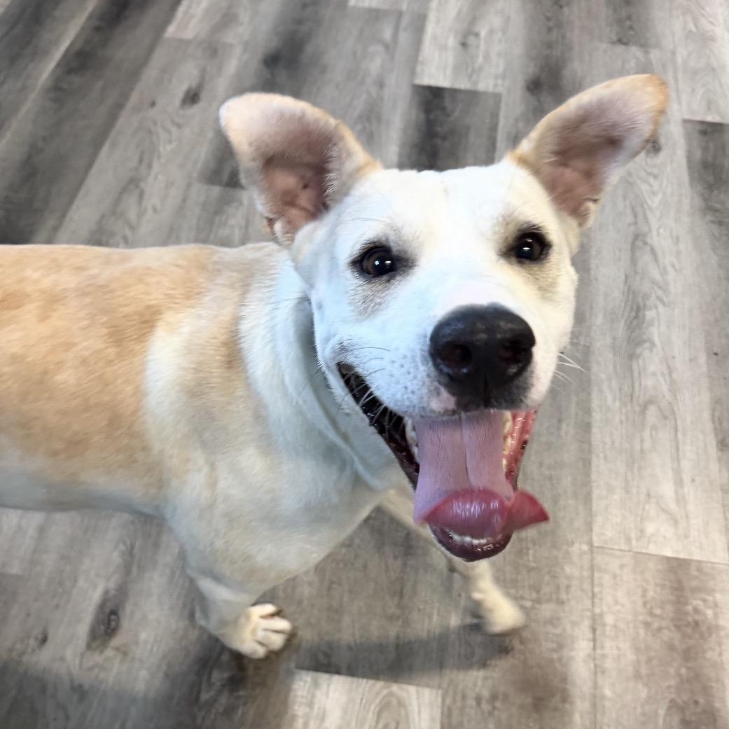 Frost, a ADOPTABLE Labrador Retriever in Naperville, IL image 2/6