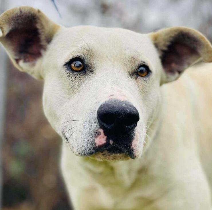 Enlarge Frost, a ADOPTABLE Labrador Retriever in Naperville, IL image 4/6