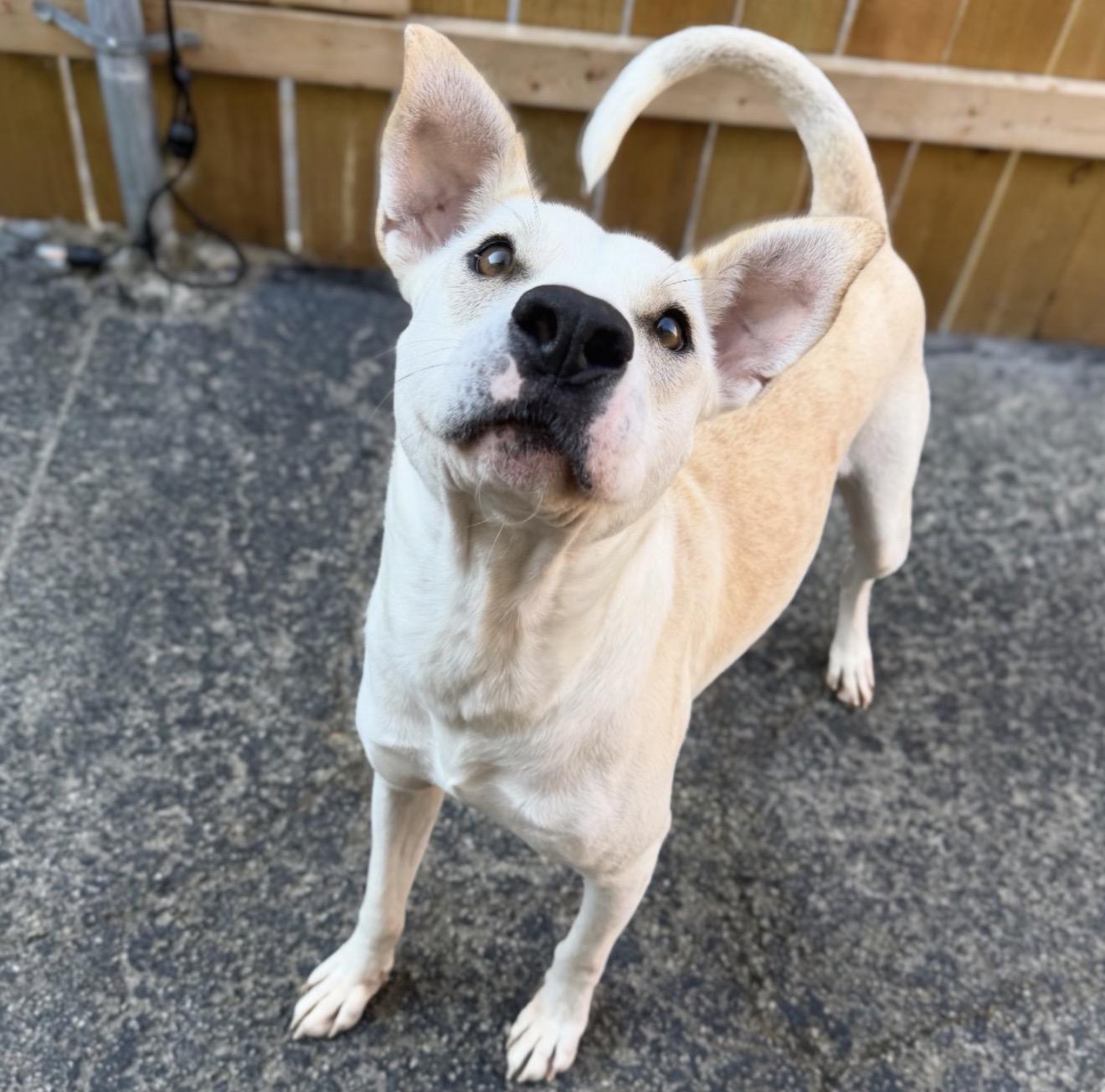 Enlarge Frost, a ADOPTABLE Labrador Retriever in Naperville, IL image 2/6
