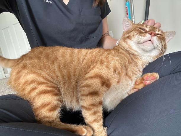 Enlarge Mr. Neckles, a Adoptable Tabby in Cincinnati, OH image 3/6