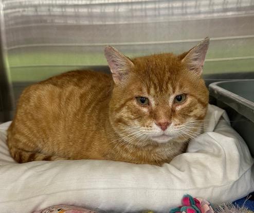 Enlarge Mr. Neckles, a Adoptable Tabby in Cincinnati, OH image 5/6