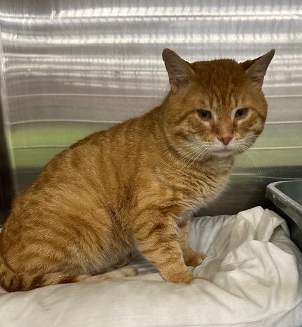 Enlarge Mr. Neckles, a Adoptable Tabby in Cincinnati, OH image 6/6