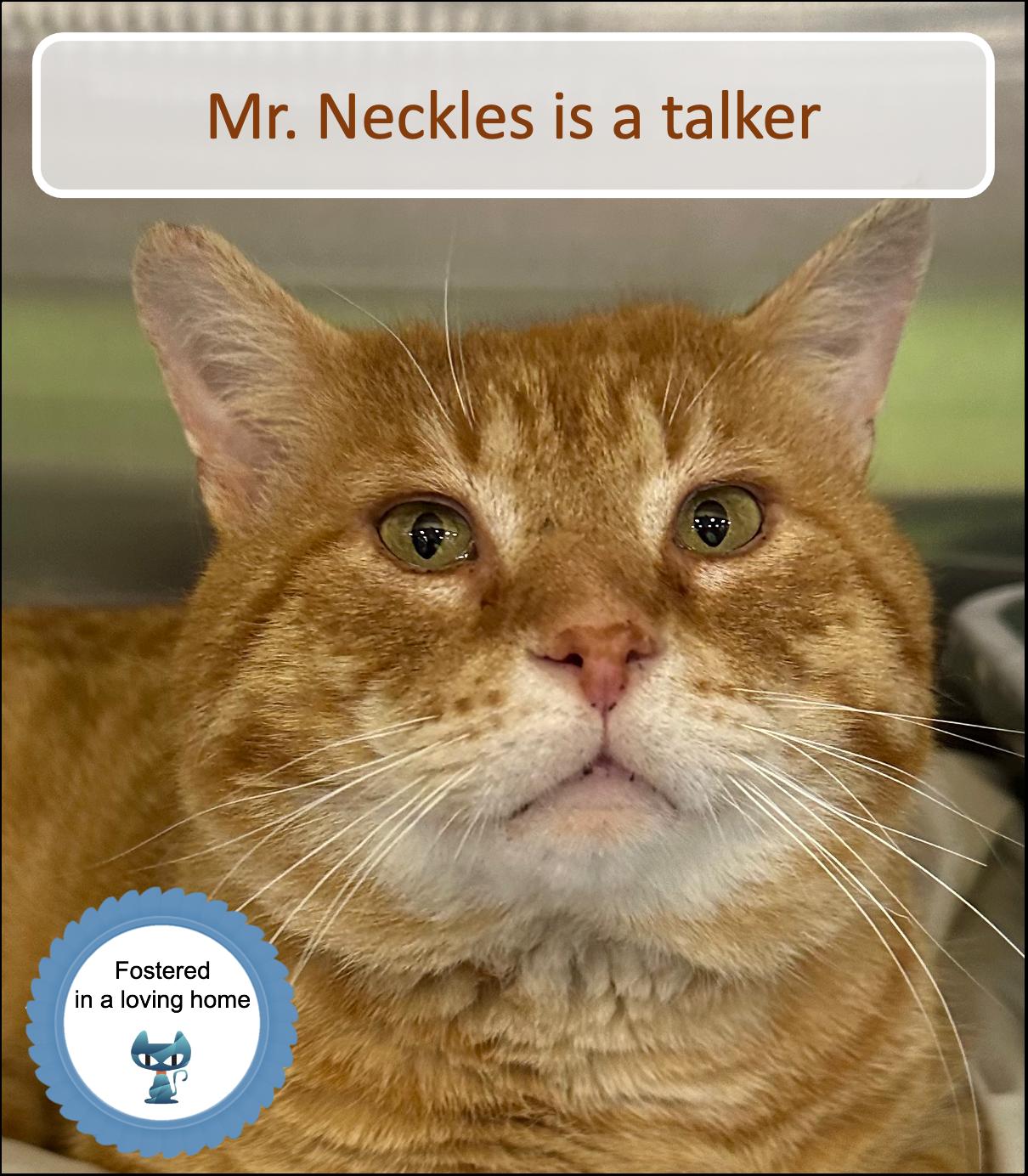 Mr. Neckles