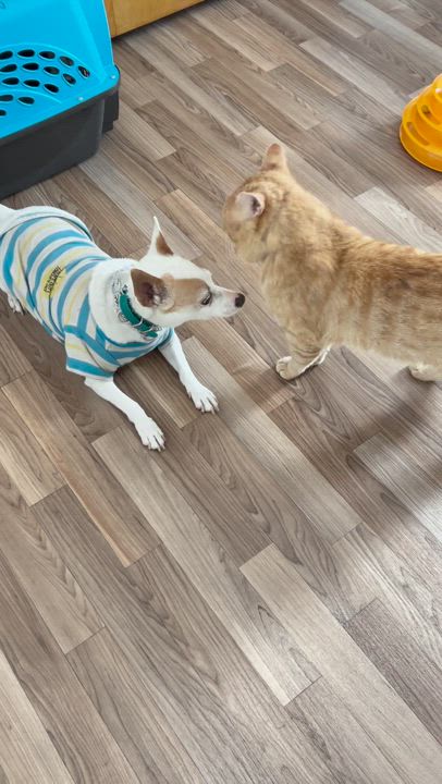 Enlarge Mr. Neckles, a Adoptable Tabby in Cincinnati, OH video 4/6