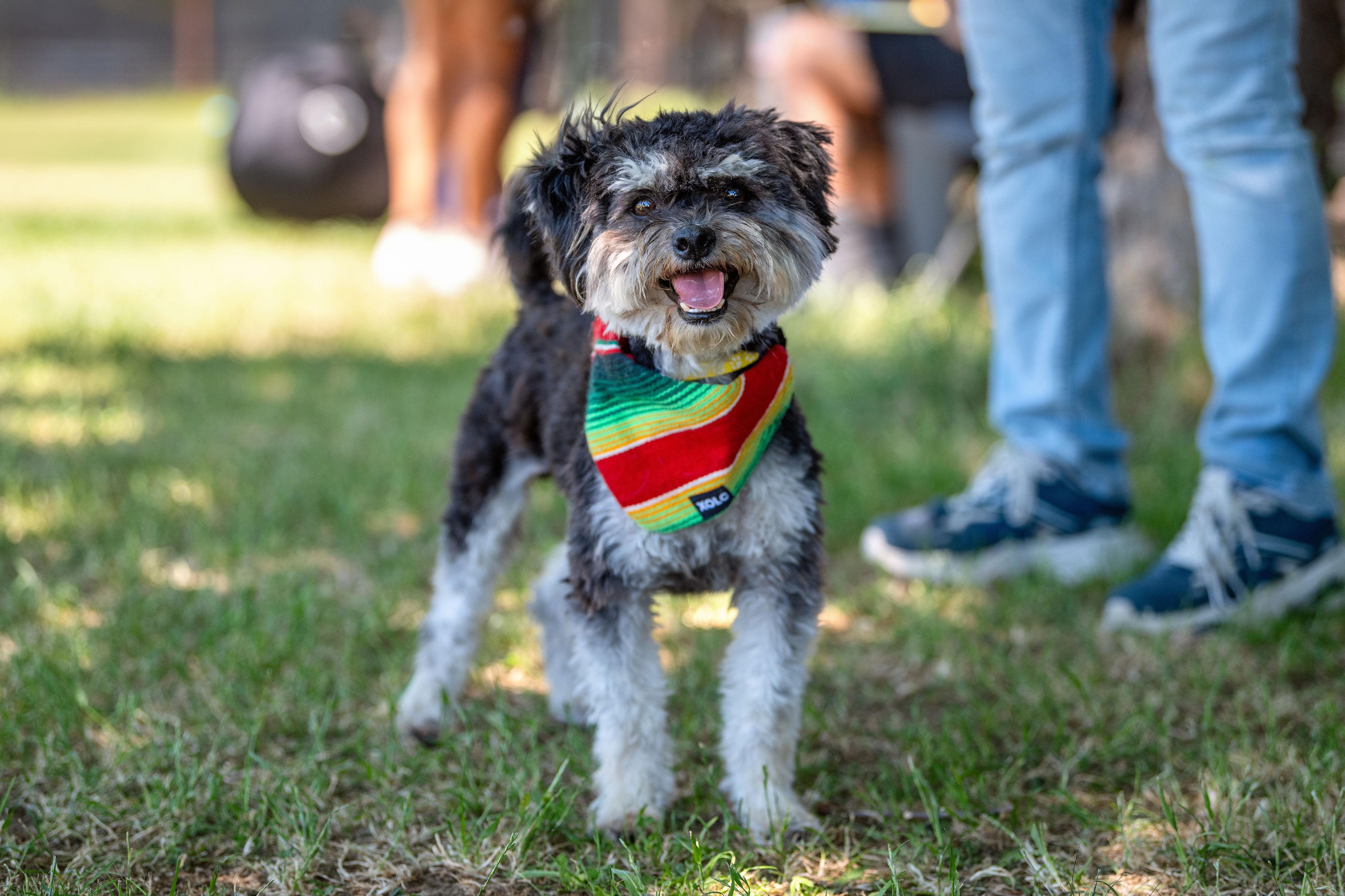 Patricio, a ADOPTABLE mixed breed in Santa Rosa, CA image 4/5