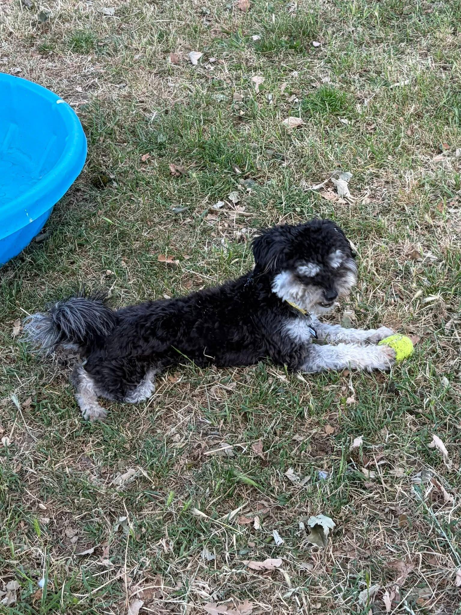 Patricio, a ADOPTABLE mixed breed in Santa Rosa, CA image 3/5