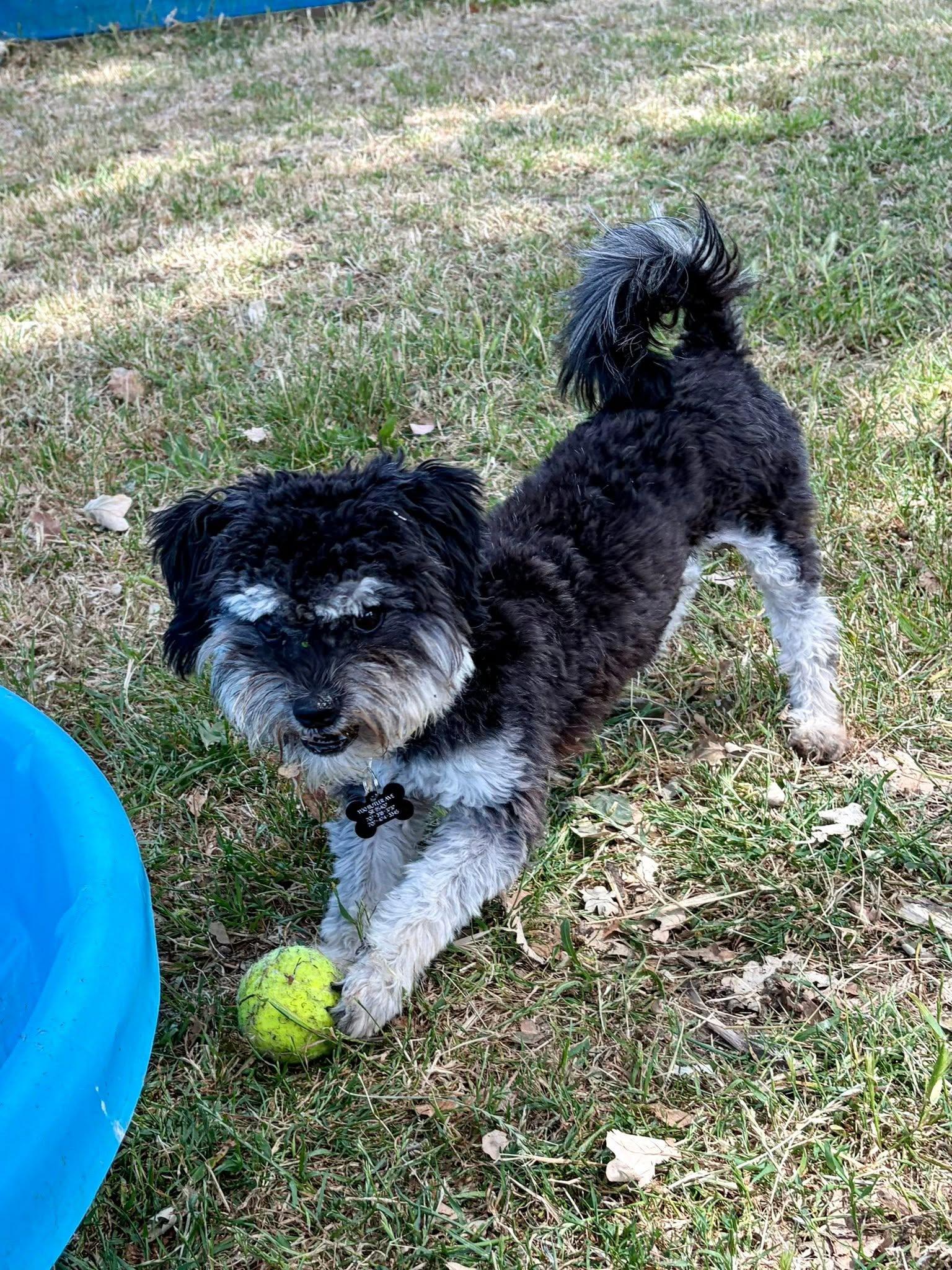 Patricio, a ADOPTABLE mixed breed in Santa Rosa, CA image 2/5