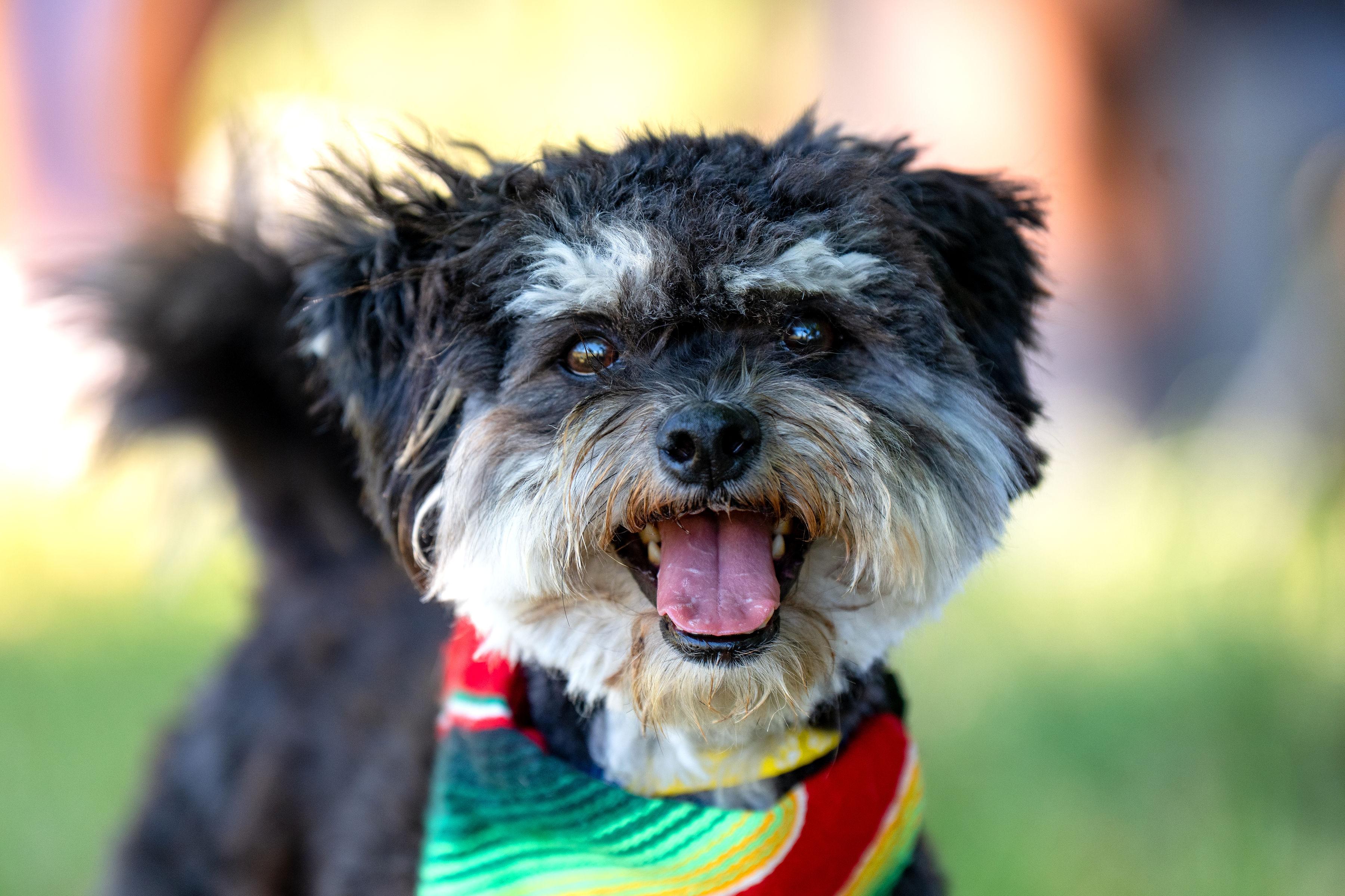 Patricio, ADOPTABLE, Young Male Terrier.