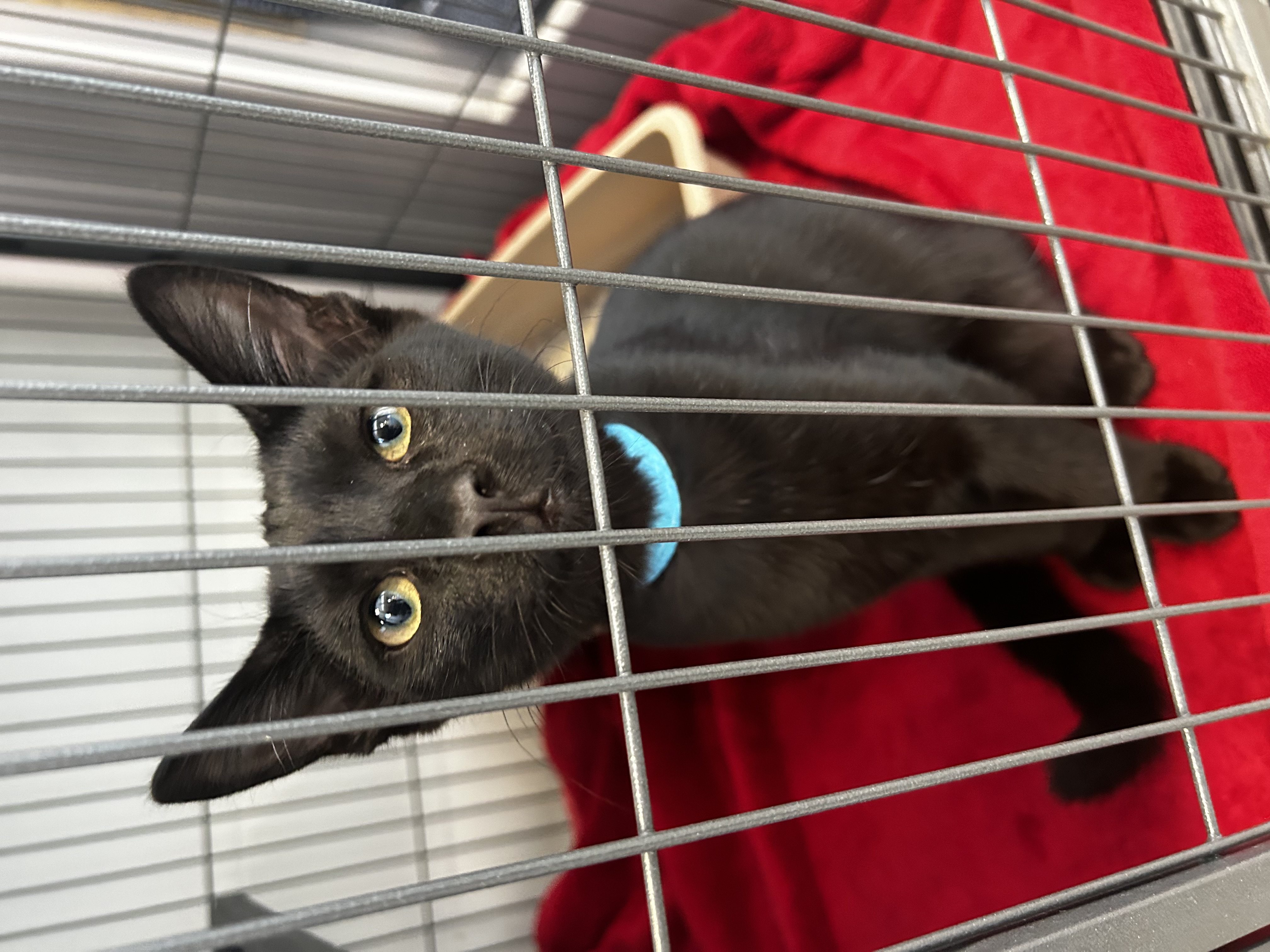 Vince, Adopted, Kitten Male Domestic Short Hair.