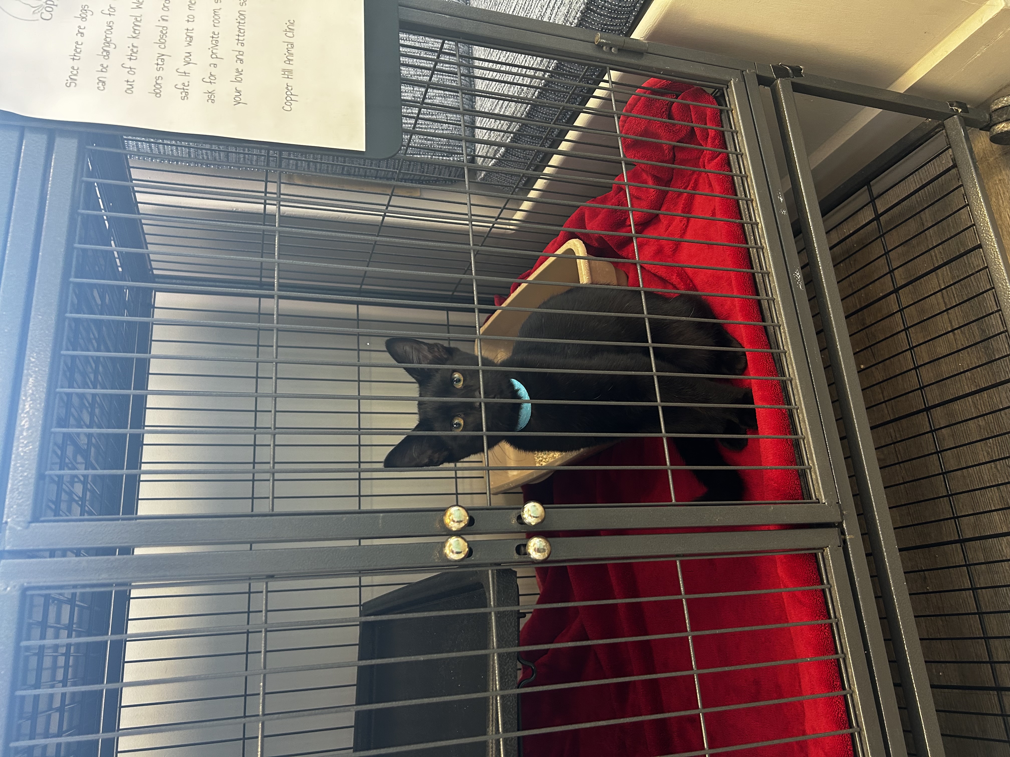 Enlarge Vince, a Adopted Domestic Short Hair in Santa Clarita, CA image 2/3